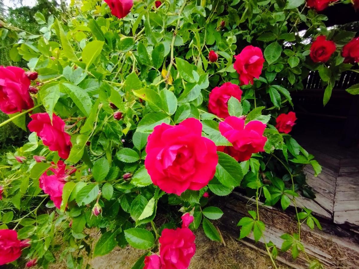 Garden House Nad Jeziorem Szelment Przejma Wielka Dış mekan fotoğraf